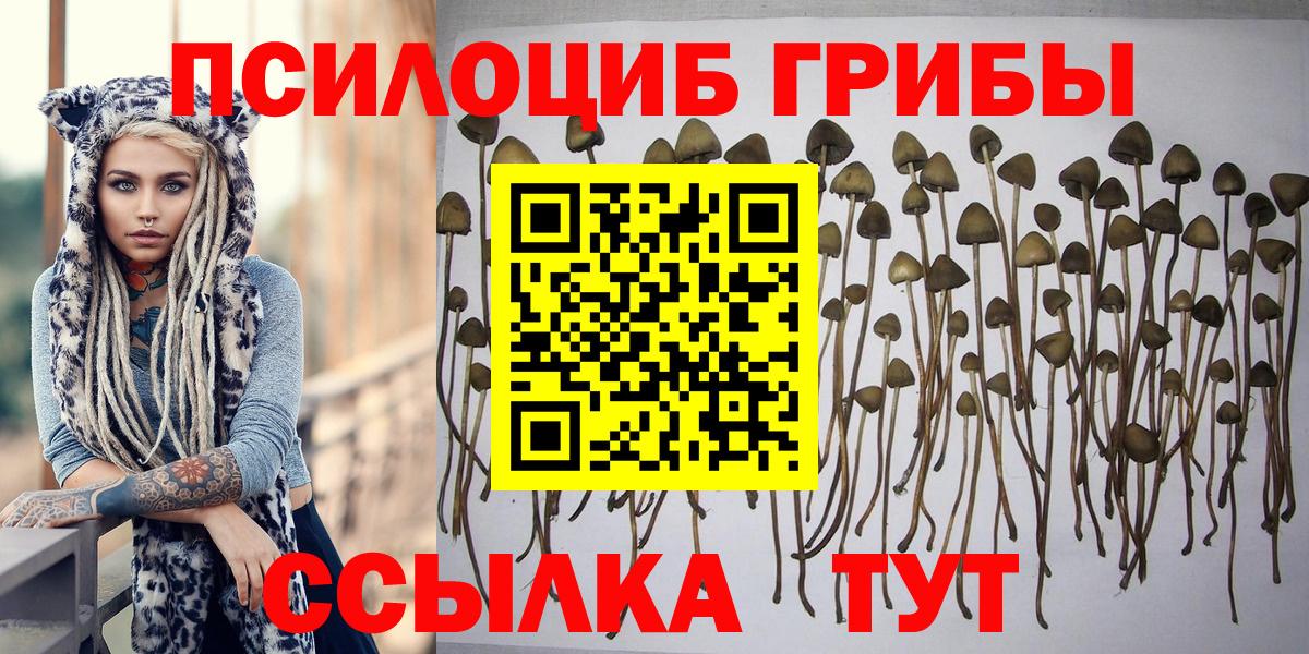 Кирово-Чепецк  Псилоцибиновые грибы Psilocybe  Вход с VPN 